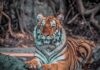 Essential Travel Tips for a Seamless Bandhavgarh Tour Package Safari Booking Bandhavgarh