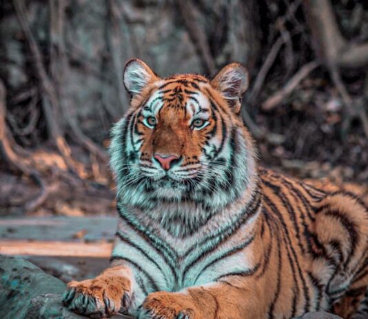 Essential Travel Tips for a Seamless Bandhavgarh Tour Package Safari Booking Bandhavgarh