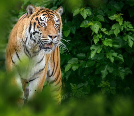 Packing Essentials for Your Upcoming Tiger Safari Adventure Tiger Safari In India