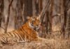 The Call of the Wild: Experience the Unforgettable Tiger Safari in Ranthambore