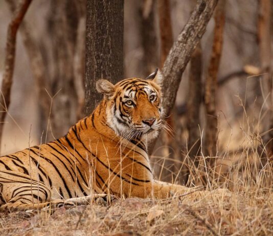 The Call of the Wild: Experience the Unforgettable Tiger Safari in Ranthambore