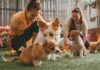 Traveling Without Worry: How Professional Pet Care Makes a Difference