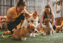 Traveling Without Worry: How Professional Pet Care Makes a Difference